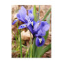 Dwarf Irises Postcard