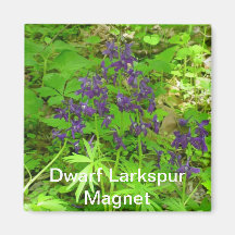 Dwarf Larkspur Magnet