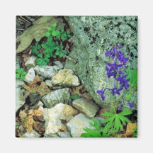 Dwarf Larkspur Magnet