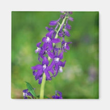 Dwarf Larkspur Refrigerator Magnets