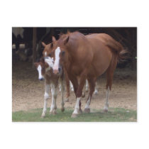 DX- Horses postcard