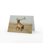 E0023 Bull Elk Cards