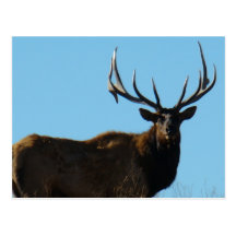 E0027 Bull Elk Post Cards