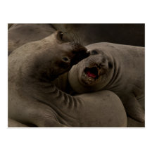 E-Seals Curve Postcard