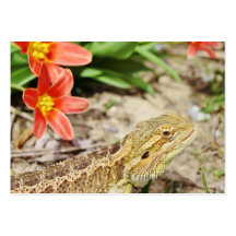 Eager Bearded Dragon Business Card Templates