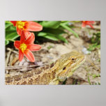 Eager Bearded Dragon Poster