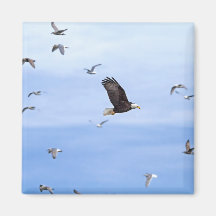 Eagle and Seagulls Flying Magnets