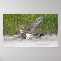 Eagle Attacking Loon Poster