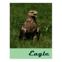 Eagle card postcard