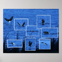 Eagle Catching a Coot Print