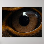 Eagle eye test posters