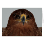 Eagle eyes and head card