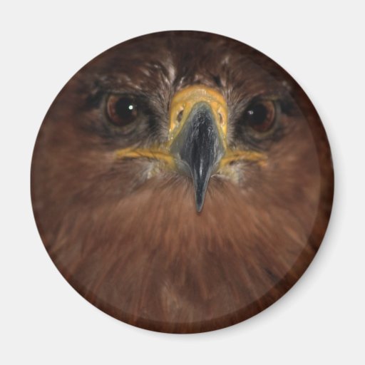 Eagle eyes and head refrigerator magnet