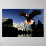Eagle-flight-11 Posters