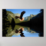 Eagle-Flight-8 posters