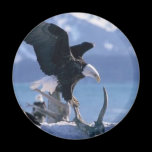 eagle fly2 refrigerator magnets