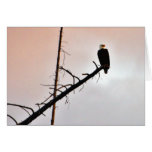 Eagle Greeting Card