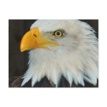 Eagle Head Postcard