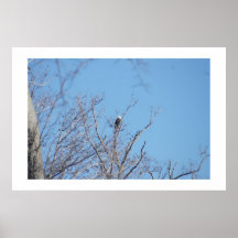 Eagle In Hunt Print