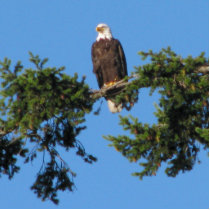 Eagle In Tree Photo Cutouts