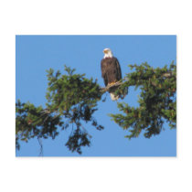 Eagle In Tree Postcard