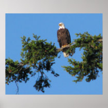 Eagle In Tree Posters