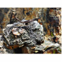 Eagle Nest photo sculptures