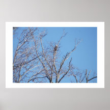 Eagle On Guard Posters