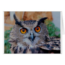 Eagle Owl Face Looking Right at You! Greeting Cards