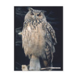 Eagle owl postcard