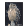 Eagle owl postcard