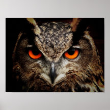 Eagle-Owl Posters