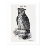 "Eagle Owl" Vintage Illustration Post Card