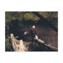 Eagle Pair Post Cards