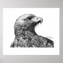 Eagle Pen and Ink Drawing posters