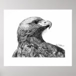 Eagle Pen and Ink Drawing posters