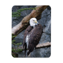 Eagle Perch Premium Magnet