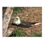 eagle photo postcard