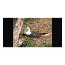 eagle photo card template