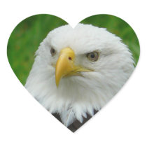 Eagle Photograph - North American Bald Eagle