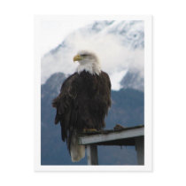 Eagle Postcard