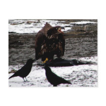 Eagle Post Cards