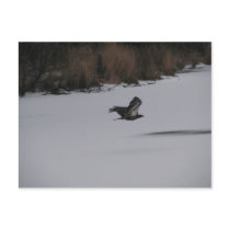 Eagle Postcard