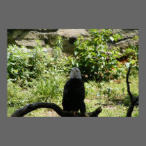 Eagle poster posters