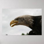 Eagle posters