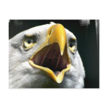 Eagle Screach Postcard