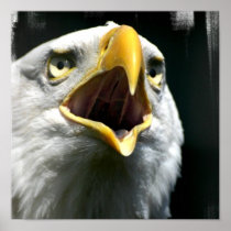 Eagle Screach Poster