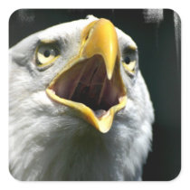 Eagle Screach Stickers