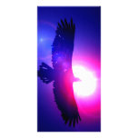 Eagle Wings - Eagle in Flight photo cards
