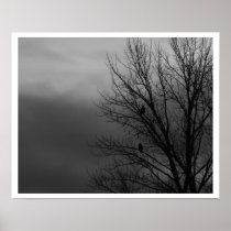 Eagles in Tree Posters